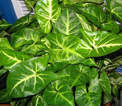 Syngonium podophyllu